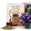 200+ Rare Blue & Purple Hosta Seeds | Perennial Shade Plant | Outdoor Garden Beauties