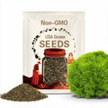 Irish Moss Seeds ~Sagina subulata~ Pearlwort~ Heath ~ Awl-Leaf Pearlwort ~ Hardy Evergreen Groundcover ~ European Native ~ Path Plant
