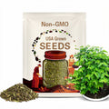Katuk Sweet Leaf, Sauropus Androgynus Seeds - Hạt Giống Rau Bồ Ngót