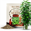 1000 Sweet Basil Seeds (Common)