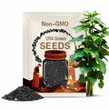 Black Beauty Zucchini Summer Squash Seeds, Trackable Shipping, Home Garden Planting, Gardening Gift
