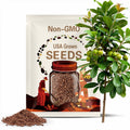 European Medlar Tree Seeds (MESPILUS GERMANICA)