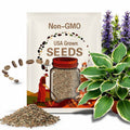 100+ Hosta Seeds for Planting Outdoors | Mixed Color Rare Perennial Flower Seeds | Shade Garden